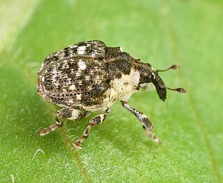 <i>Dietzella</i> Genus of beetles