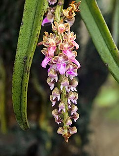 <i>Diplocentrum</i> Genus of orchids