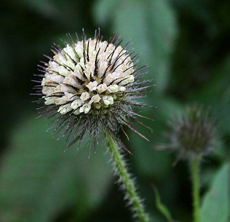 Dipsacus_strigosus