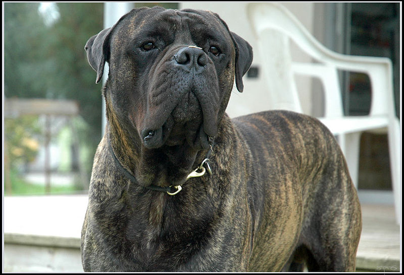 File:Dog, Bullmastiff - כלב, בול מאסטיף.jpg