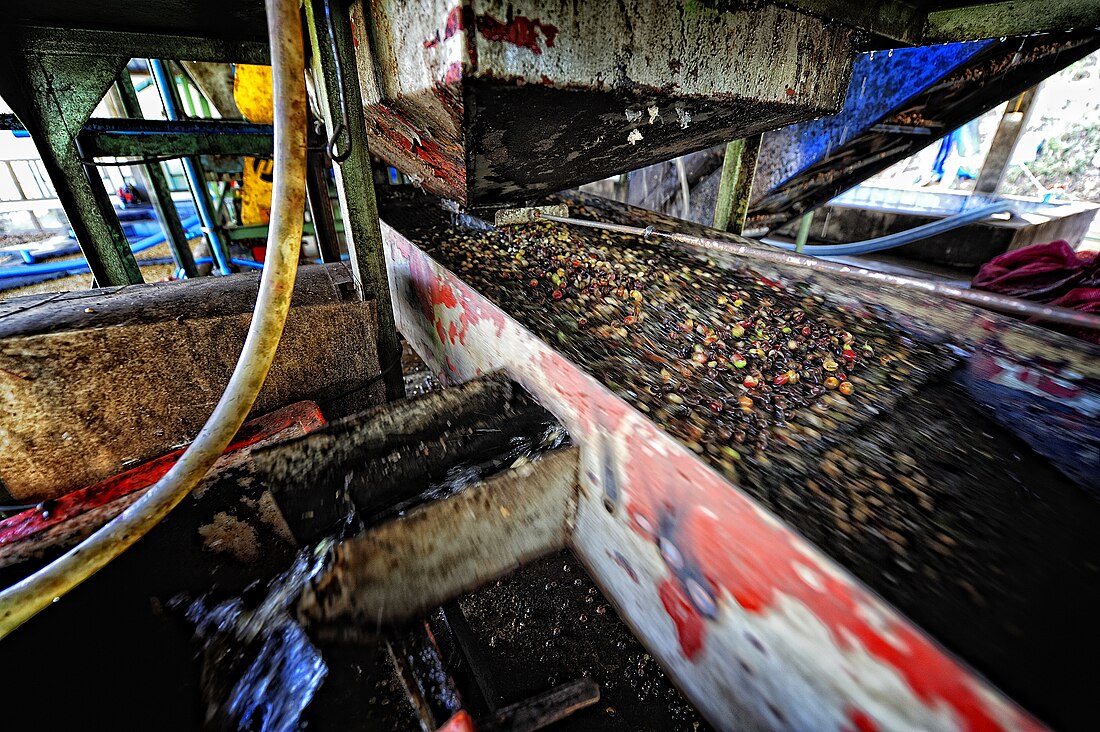 Coffee production in Thailand