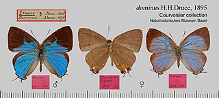 <i>Tajuria dominus</i> species of insect