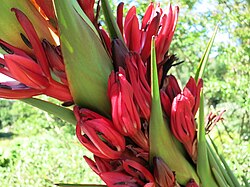 Doryanthes palmeri Zurich 03.jpg