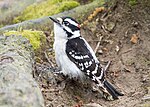 Thumbnail for File:Downy woodpecker (22761).jpg