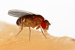 Miniatura para Drosophila melanogaster