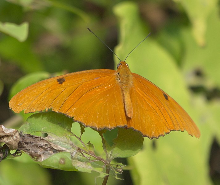 File:Dryas iulia P1390752a.jpg