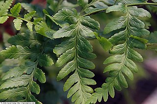 <i>Dryopteris celsa</i> Species of fern