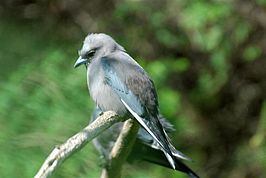 Artamidae: Familie uit de orde zangvogels