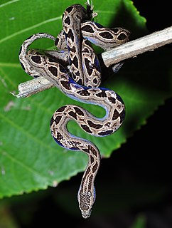 Ungaliophiinae Subfamily of snakes