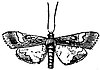 EB1911 Lepidoptera - Hydrocampa aquatilis.jpg