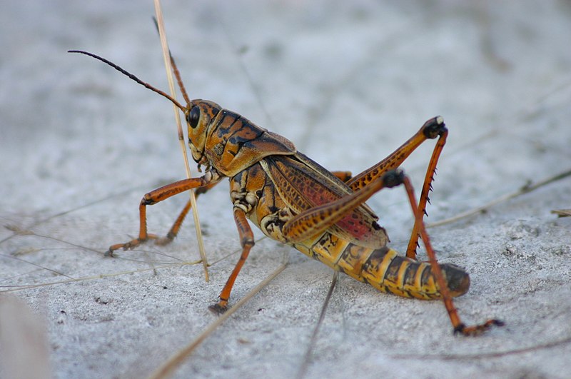 File:Eastern Lubber Grasshopper Sideview.jpg