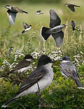Thumbnail for File:Eastern kingbird From The Crossley ID Guide Eastern Birds.jpg