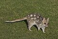 * Nomination Eastern quoll (Dasyurus viverrinus) fawn morph --Charlesjsharp 10:43, 11 January 2024 (UTC) * Promotion  Support Good quality. --Ermell 11:39, 11 January 2024 (UTC)