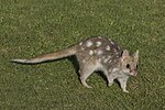 Miniatura per Gat marsupial oriental