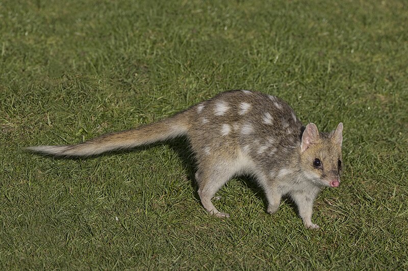 File:Eastern quoll (Dasyurus viverrinus) fawn morph Esk valley 2.jpg