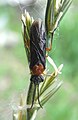 Sawfly (Tenthredinidae) Echte Blattwespe