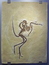 Archaeopteryx: Mô tả, Phân loại