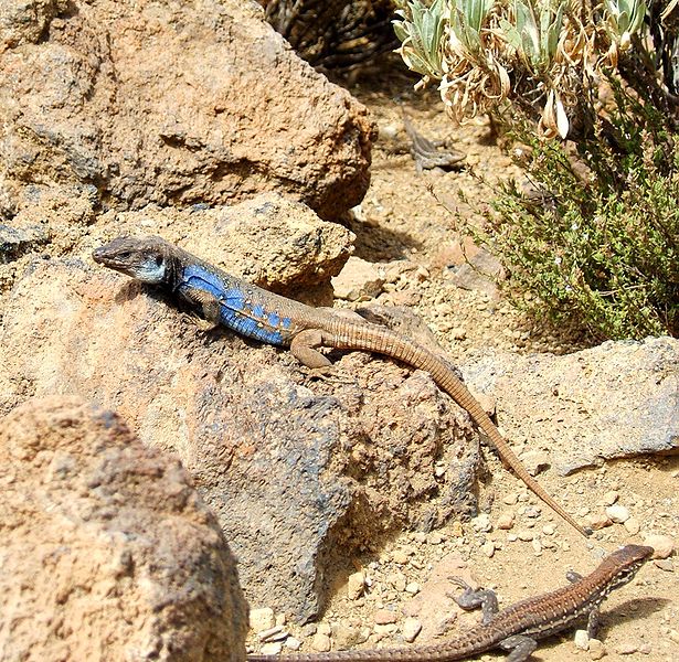 Datei:Eidechsen Teide.jpg