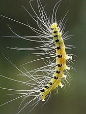 Eligma narcissus larva hanging on silk from White bean (Ailanthus triphysa)