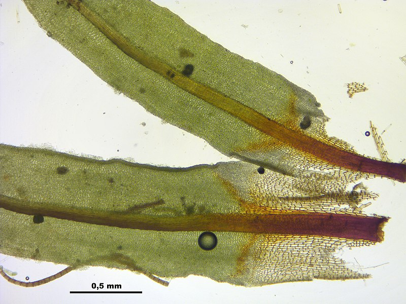 File:Encalypta streptocarpa (d, 144519-474717) 7249.JPG