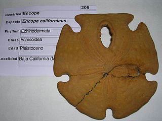 <i>Encope</i> Genus of sand dollars