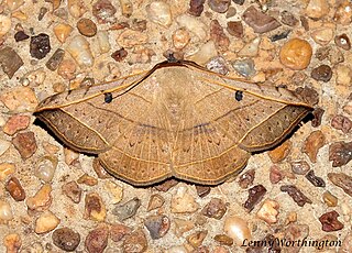 <i>Entomogramma torsa</i> Species of moth