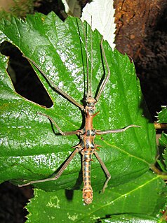 <i>Epidares</i> Species of stick insect