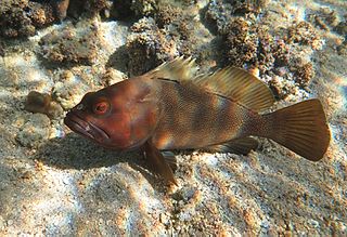 <i>Epinephelus rivulatus</i> Species of fish