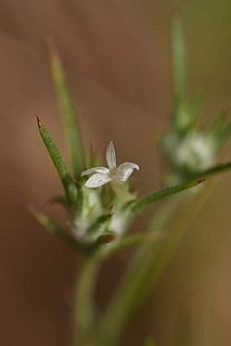 <i>Eriastrum hooveri</i> Species of flowering plant