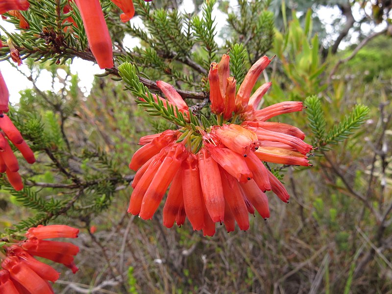 File:Erica mammosa red IMG 7349.jpg