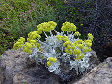 Eriogonum crocatum.jpg