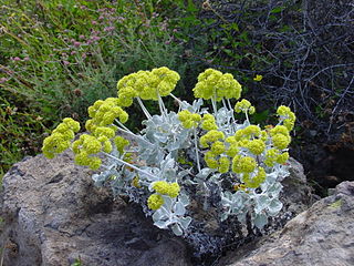 <i>Eriogonum crocatum</i> Species of wild buckwheat