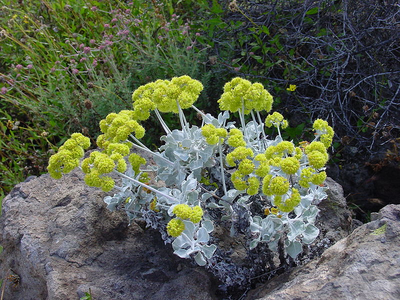 File:Eriogonum crocatum.jpg