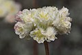 Eriogonum thymoides