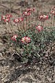 Eriogonum thymoides