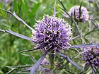 Eryngium caucasicum Mikołajek 2009-07-20 03.jpg