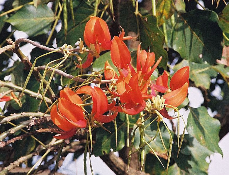 File:Erythrina poeppigiana (18258348879).jpg