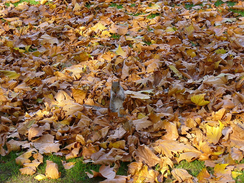 File:Esquilo no St. James Park (1878823600).jpg