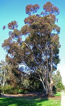Eucalyptus cladocalyx (1).jpg