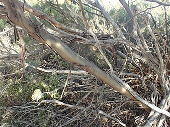 bark Eucalyptus diminuta bark.jpg