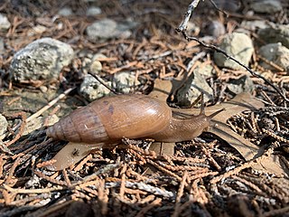 <i>Euglandina singleyana</i> Species of gastropod