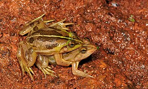 Bildebeskrivelse Euphlyctis aloysii in amplexus .jpg.