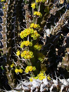 Euphorbia uhligiana Cyathia