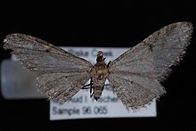 Eupithecia multistrigata.JPG