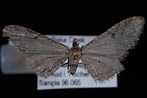 Eupithecia multistrigata.JPG