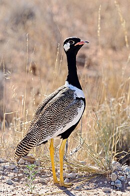 Дрохва світлокрила (Afrotis afraoides)