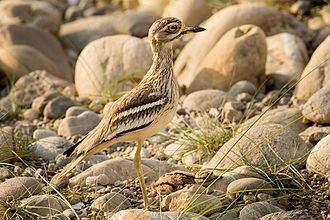 Adult with chick crouching beside it Eurasian thick-knee.jpg