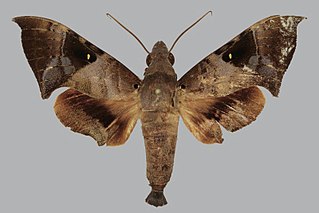 <i>Eurypteryx falcata</i> Species of moth