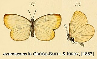 <i>Liptena evanescens</i> Species of butterfly