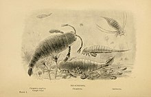 Pterygotus and other eurypterids illustrated by Joseph Smit in 1896. Extinct monsters (Plate I) (5977251311).jpg